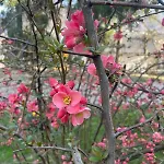 Il Fiore Del Calisio
