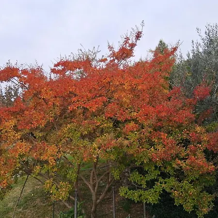 Il Fiore Del Calisio