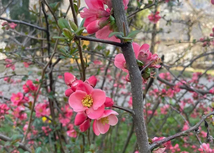 Il Fiore Del Calisio