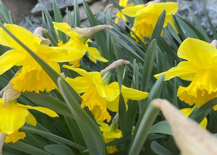 Il Fiore Del Calisio 3* טרנטו